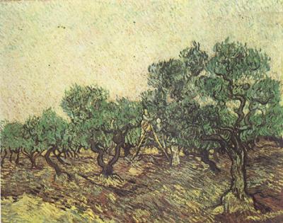 Olive Picking (nn04), Vincent Van Gogh